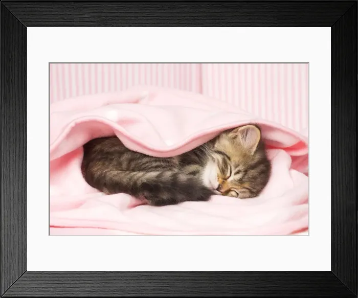 Framed Print : Picture No. 11092621 Framed Print : Picture No. 11092621
