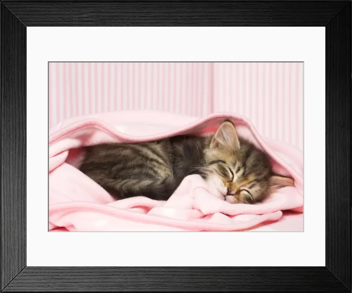 Framed Print : Picture No. 11092623 Framed Print : Picture No. 11092623