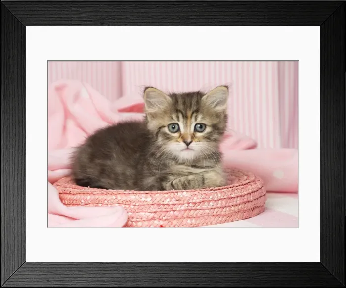 Framed Print : Picture No. 11092624 Framed Print : Picture No. 11092624