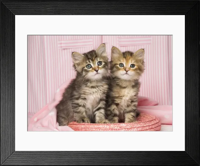 Framed Print : Picture No. 11092625 Framed Print : Picture No. 11092625