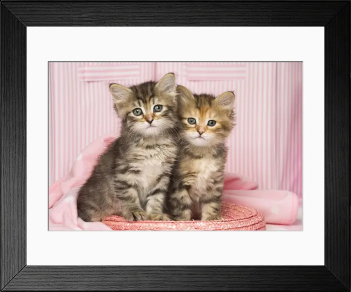 Framed Print : Picture No. 11092626 Framed Print : Picture No. 11092626