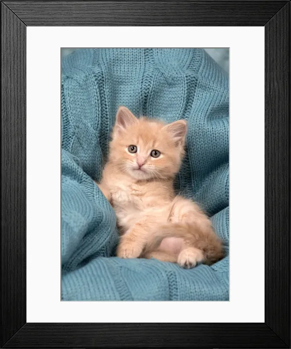 Framed Print : Picture No. 11092627 Framed Print : Picture No. 11092627