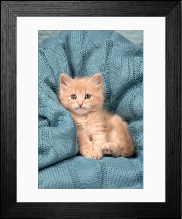 Framed Print : Picture No. 11092628 Framed Print : Picture No. 11092628