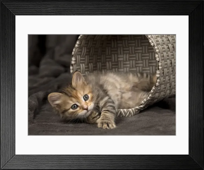 Framed Print : Picture No. 11092630 Framed Print : Picture No. 11092630