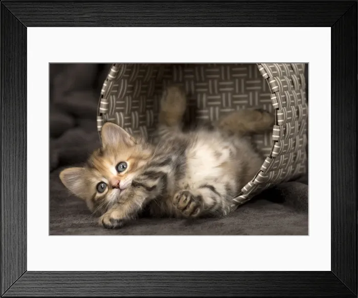 Framed Print : Picture No. 11092631 Framed Print : Picture No. 11092631