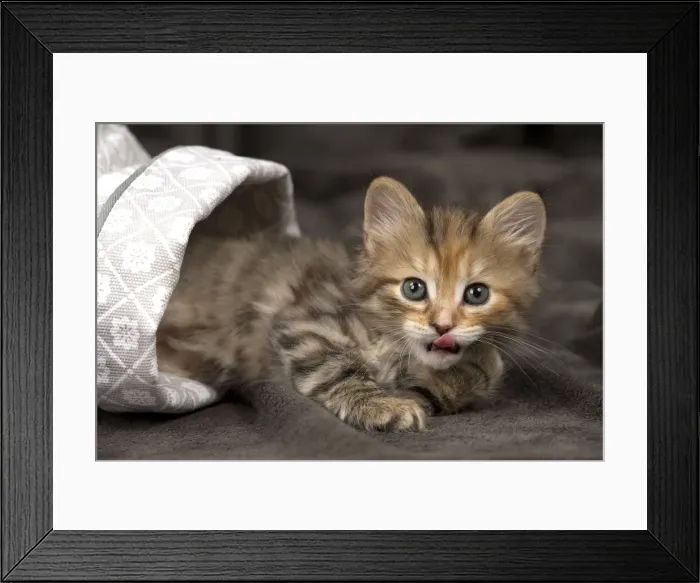 Framed Print : Picture No. 11092632 Framed Print : Picture No. 11092632