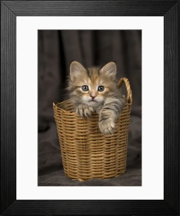 Framed Print : Picture No. 11092633 Framed Print : Picture No. 11092633