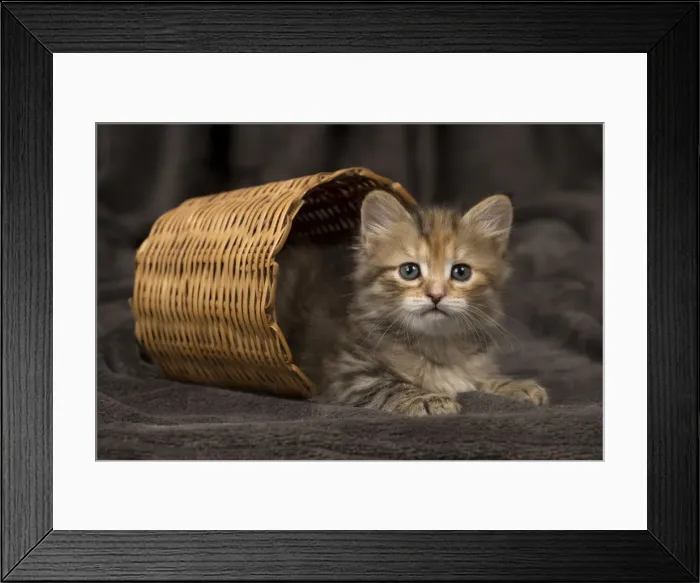 Framed Print : Picture No. 11092634 Framed Print : Picture No. 11092634