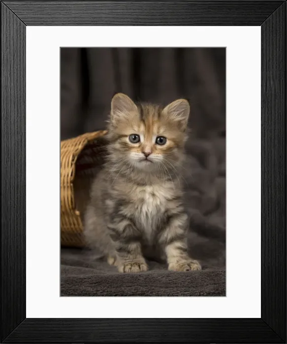 Framed Print : Picture No. 11092635 Framed Print : Picture No. 11092635
