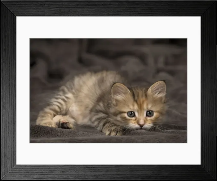 Framed Print : Picture No. 11092637 Framed Print : Picture No. 11092637