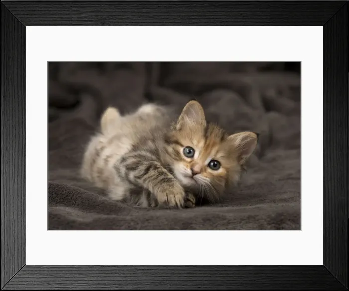 Framed Print : Picture No. 11092638 Framed Print : Picture No. 11092638