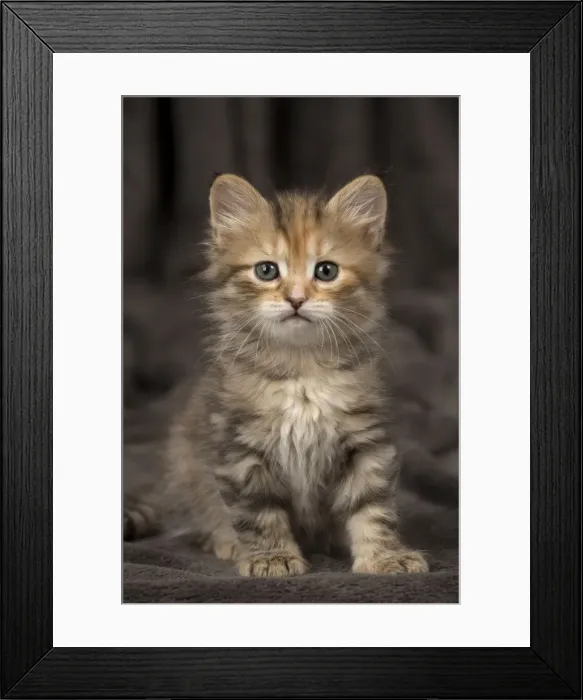Framed Print : Picture No. 11092636 Framed Print : Picture No. 11092636