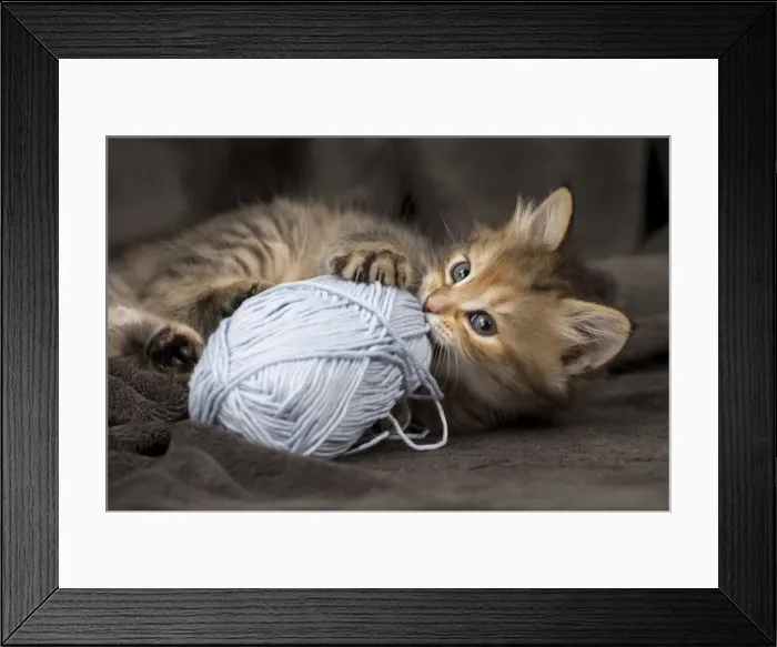 Framed Print : Picture No. 11092640 Framed Print : Picture No. 11092640