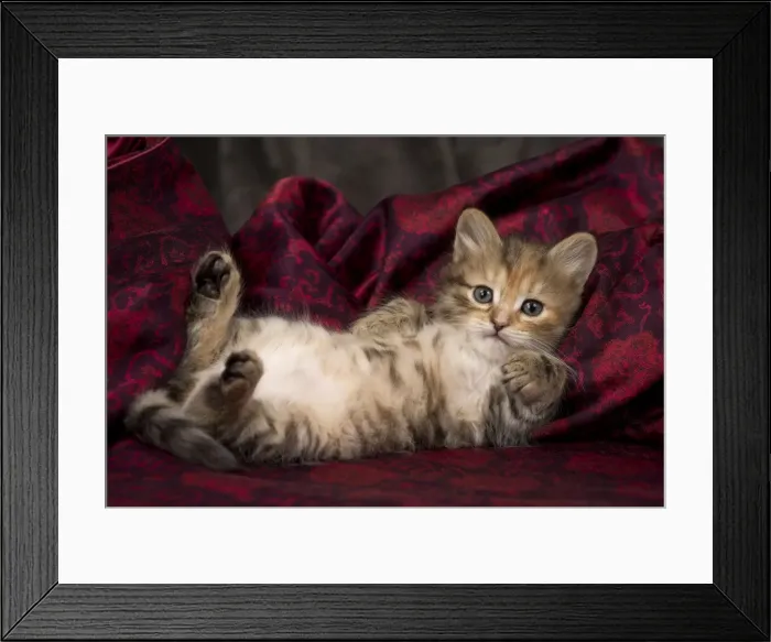 Framed Print : Picture No. 11092639 Framed Print : Picture No. 11092639