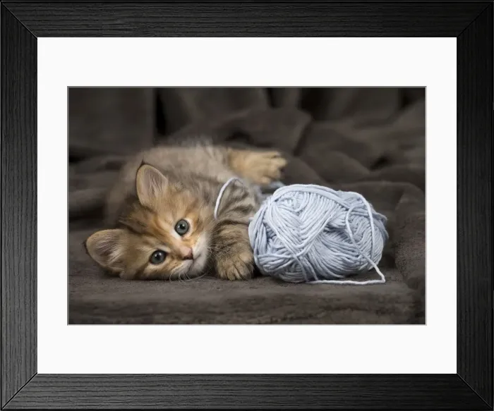 Framed Print : Picture No. 11092642 Framed Print : Picture No. 11092642