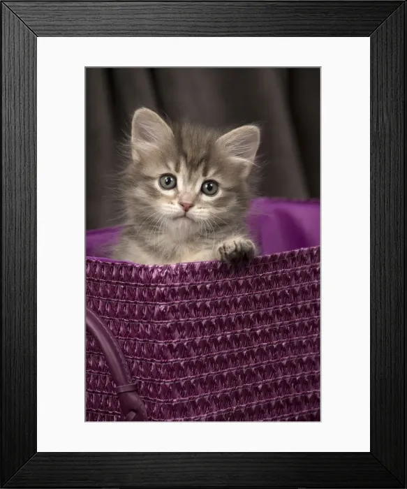 Framed Print : Picture No. 11092643 Framed Print : Picture No. 11092643
