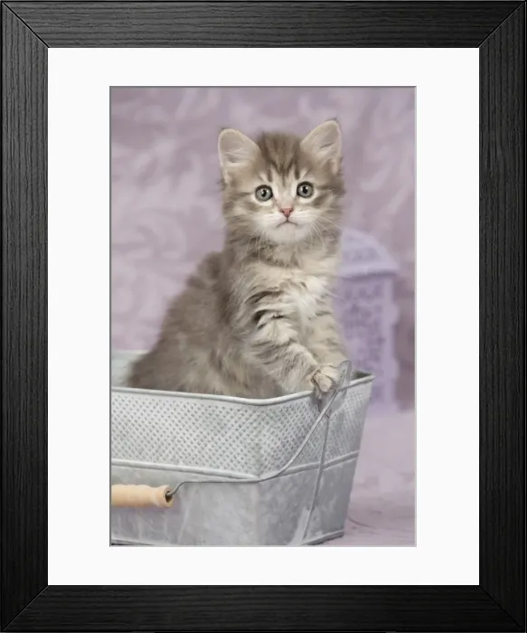 Framed Print : Picture No. 11092644 Framed Print : Picture No. 11092644