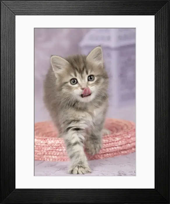 Framed Print : Picture No. 11092646 Framed Print : Picture No. 11092646