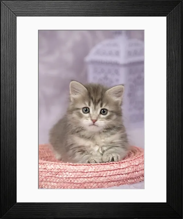 Framed Print : Picture No. 11092647 Framed Print : Picture No. 11092647