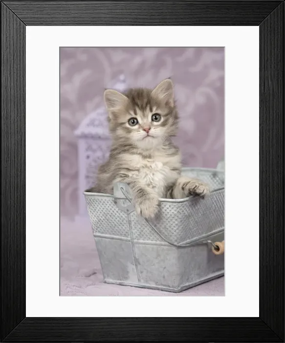 Framed Print : Picture No. 11092645 Framed Print : Picture No. 11092645