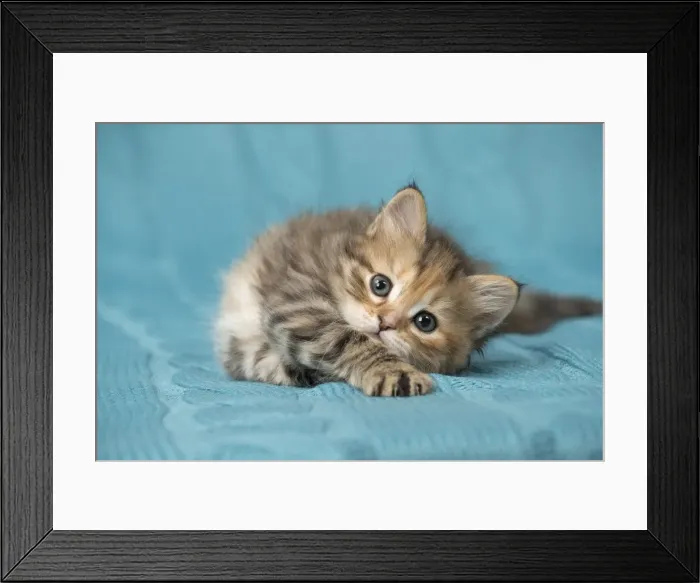 Framed Print : Picture No. 11092651 Framed Print : Picture No. 11092651