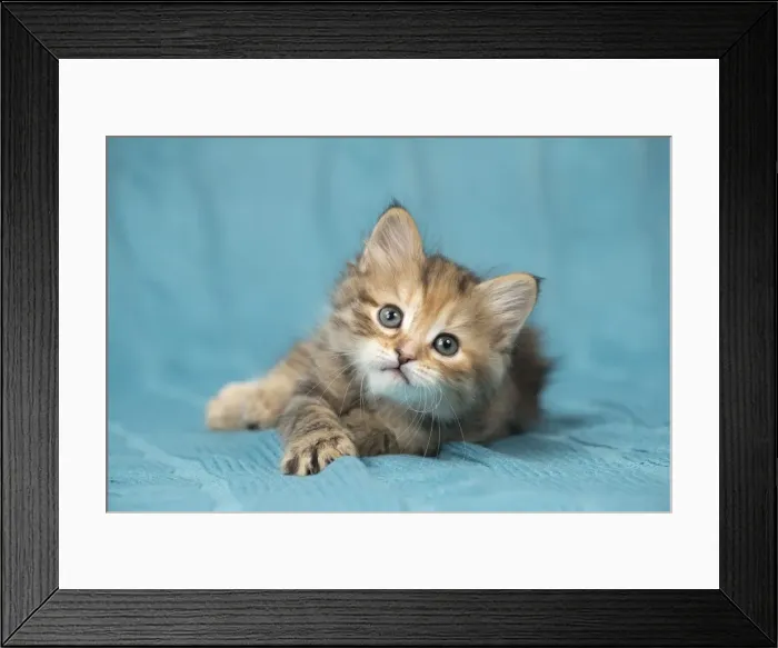 Framed Print : Picture No. 11092652 Framed Print : Picture No. 11092652
