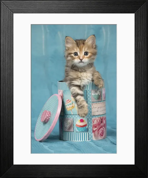 Framed Print : Picture No. 11092653 Framed Print : Picture No. 11092653