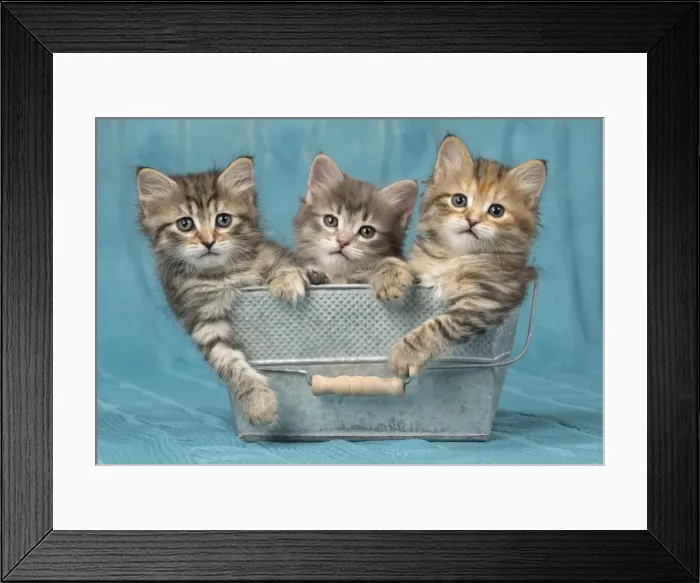 Framed Print : Picture No. 11092656 Framed Print : Picture No. 11092656
