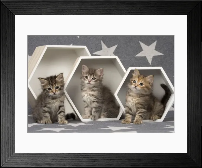 Framed Print : Picture No. 11092658 Framed Print : Picture No. 11092658