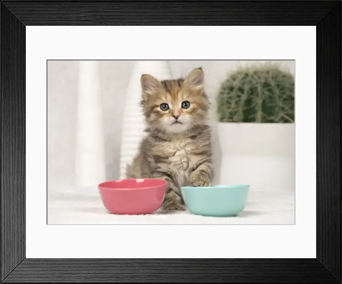 Framed Print : Picture No. 11092659 Framed Print : Picture No. 11092659