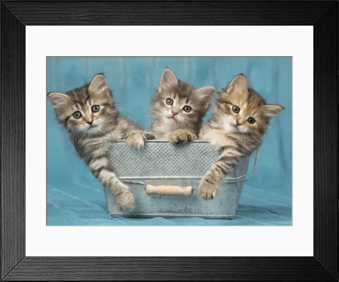 Framed Print : Picture No. 11092657 Framed Print : Picture No. 11092657