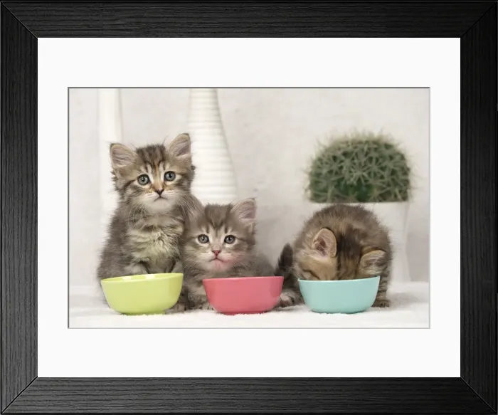 Framed Print : Picture No. 11092660 Framed Print : Picture No. 11092660