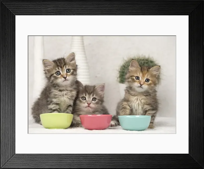 Framed Print : Picture No. 11092661 Framed Print : Picture No. 11092661