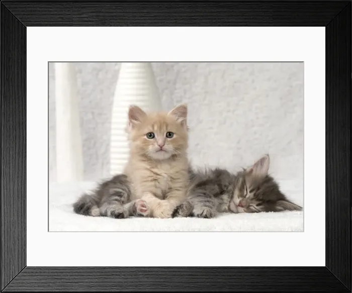 Framed Print : Picture No. 11092666 Framed Print : Picture No. 11092666