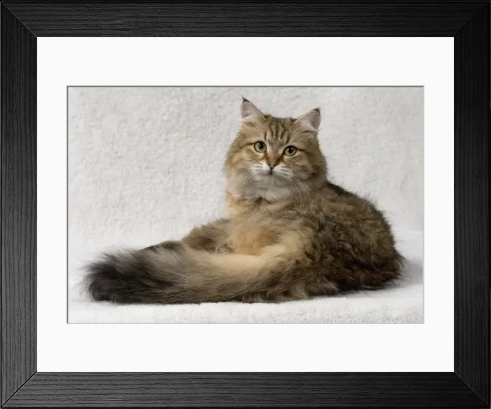 Framed Print : Picture No. 11092667 Framed Print : Picture No. 11092667
