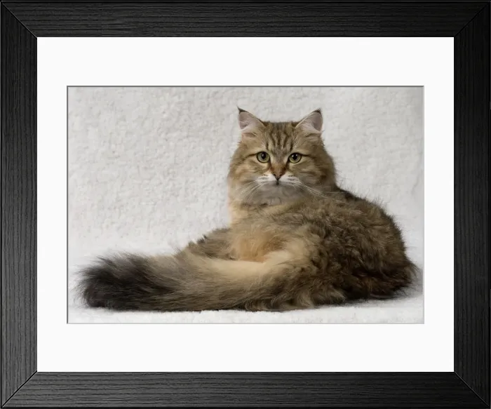 Framed Print : Picture No. 11092668 Framed Print : Picture No. 11092668