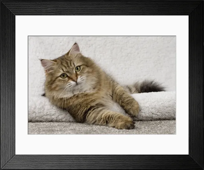 Framed Print : Picture No. 11092671 Framed Print : Picture No. 11092671