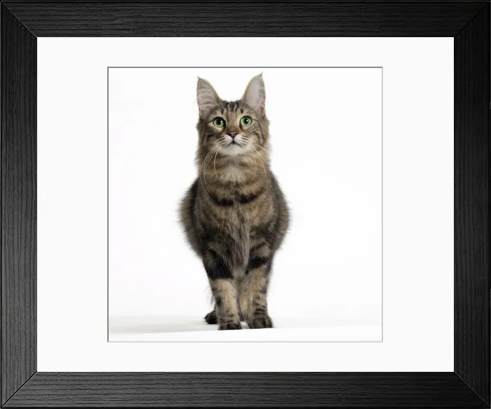 Framed Print : Picture No. 11092673 Framed Print : Picture No. 11092673