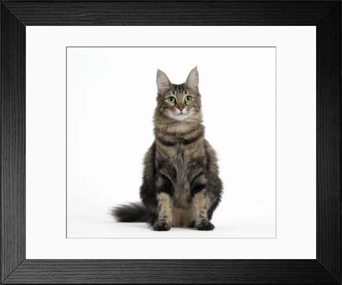 Framed Print : Picture No. 11092674 Framed Print : Picture No. 11092674