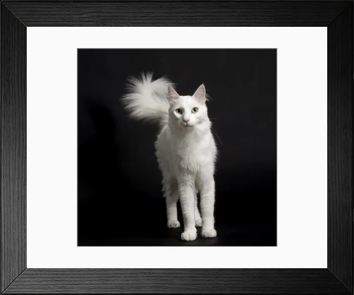 Framed Print : Picture No. 11092676 Framed Print : Picture No. 11092676