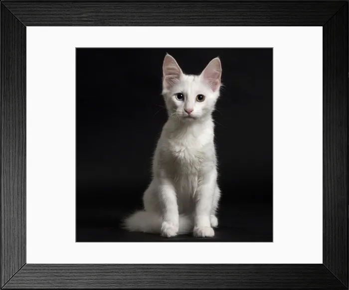 Framed Print : Picture No. 11092675 Framed Print : Picture No. 11092675