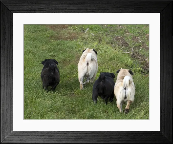 Framed Print : Picture No. 11092678 Framed Print : Picture No. 11092678