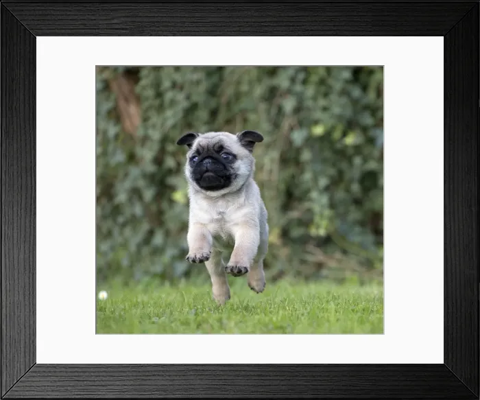 Framed Print : Picture No. 11092680