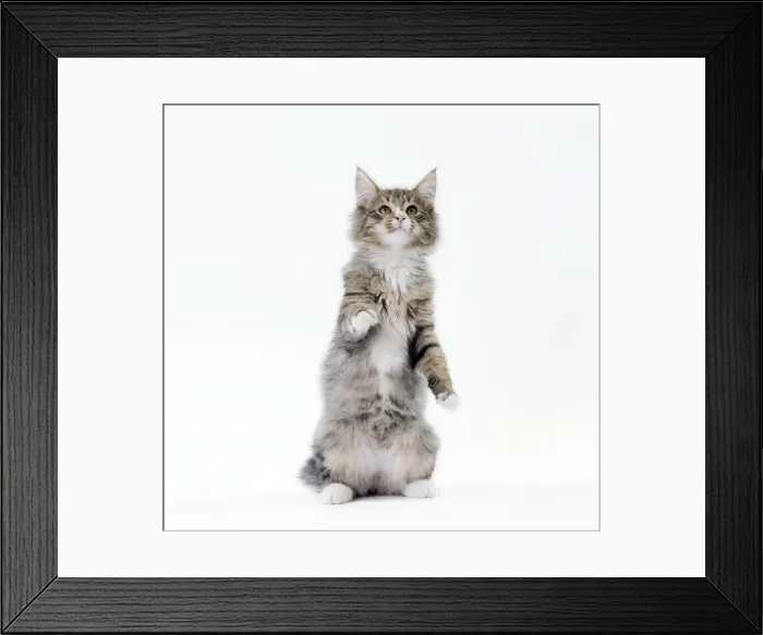 Framed Print : Picture No. 11092686 Framed Print : Picture No. 11092686