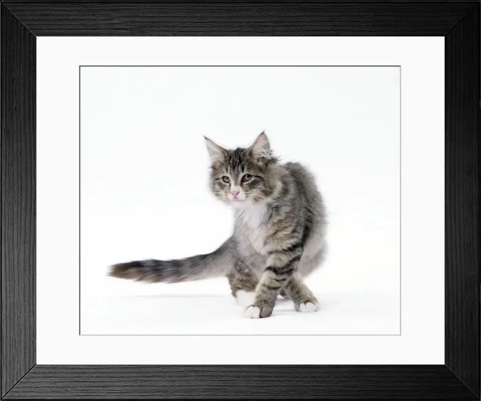 Framed Print : Picture No. 11092685 Framed Print : Picture No. 11092685