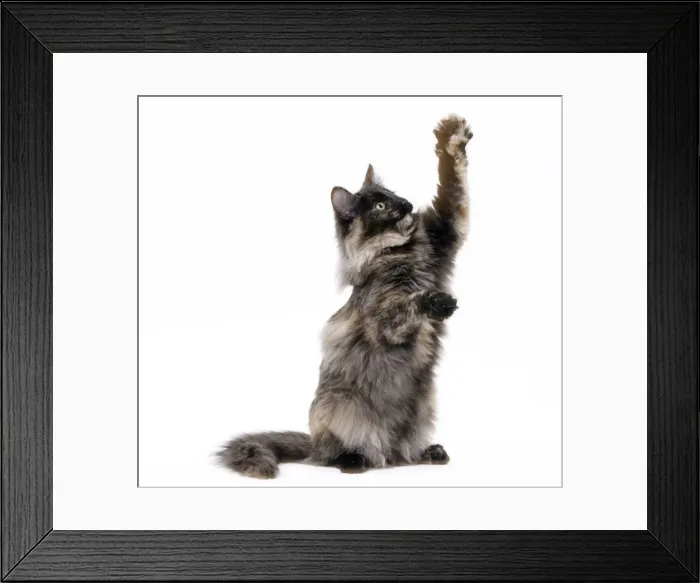 Framed Print : Picture No. 11092688 Framed Print : Picture No. 11092688