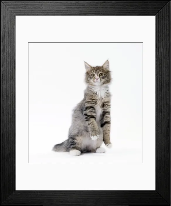 Framed Print : Picture No. 11092687 Framed Print : Picture No. 11092687
