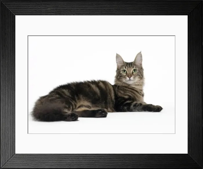 Framed Print : Picture No. 11092690 Framed Print : Picture No. 11092690