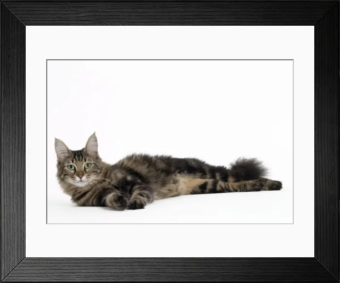 Framed Print : Picture No. 11092691 Framed Print : Picture No. 11092691