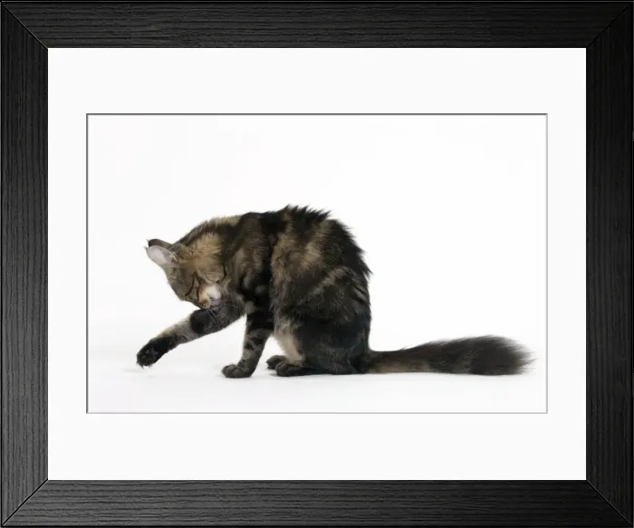 Framed Print : Picture No. 11092692 Framed Print : Picture No. 11092692